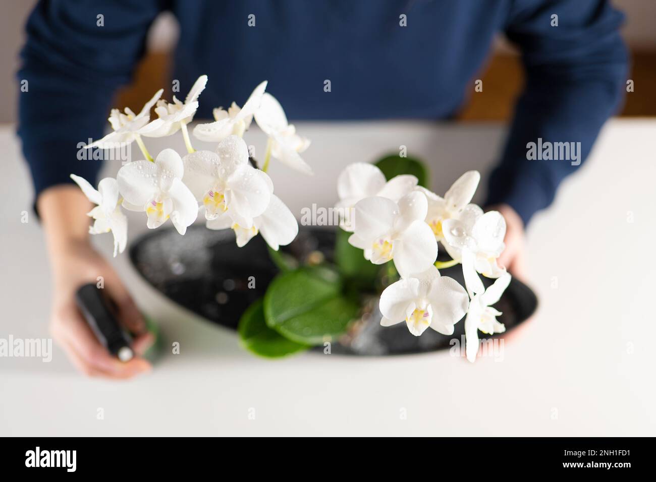 Orchideen aus einer Sprühflasche sprühen. Zimmerpflanzen in Töpfen Stockfoto