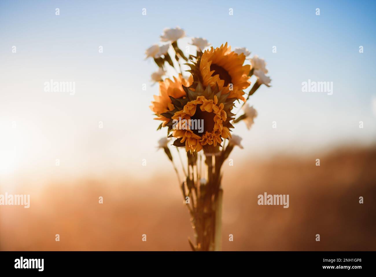 Strauß aus Sonnenblumen und Nelken mit Hintergrundbeleuchtung und blauem Himmel Stockfoto