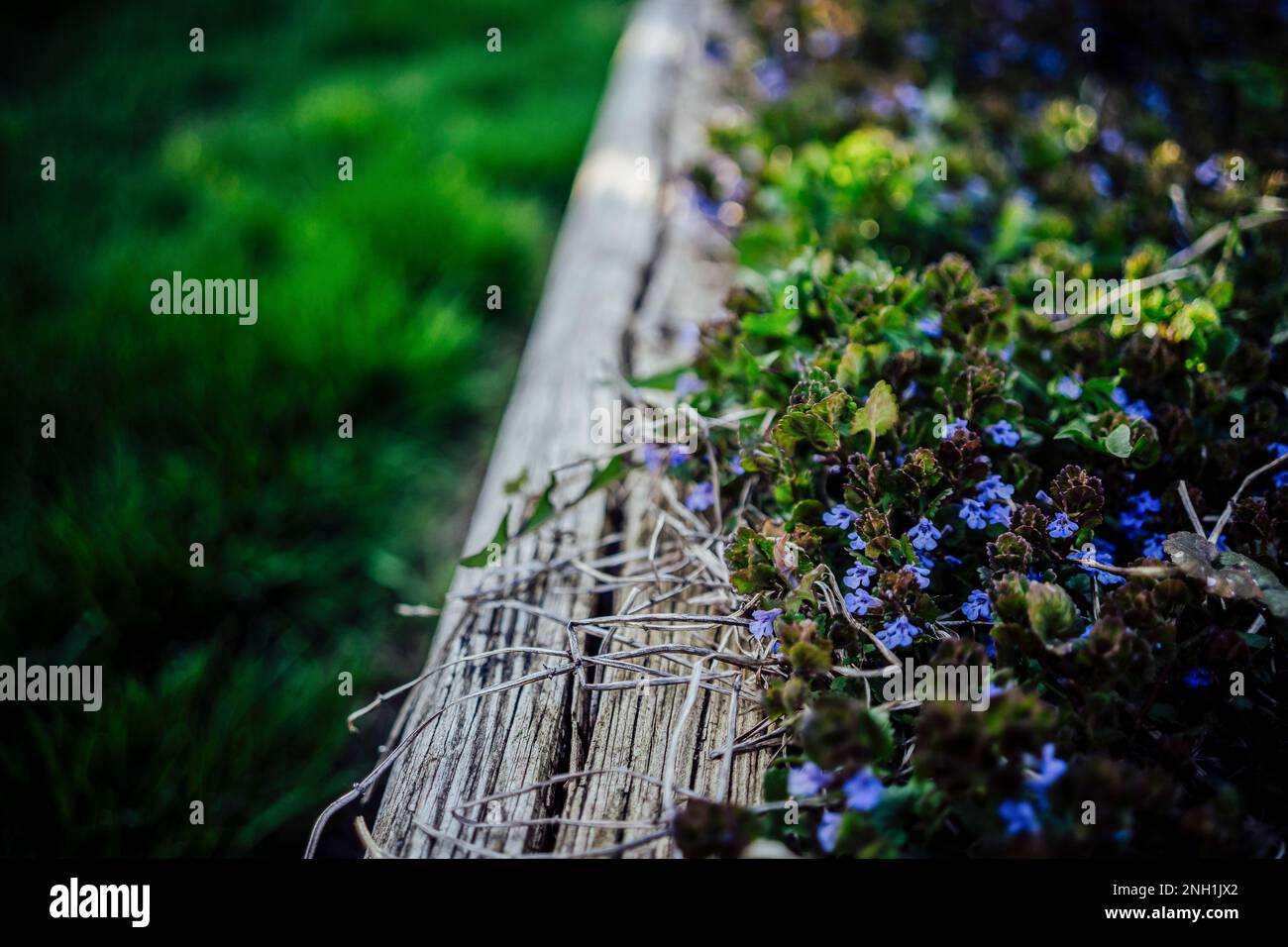 Winzige lila Wildblumen in der Pflanzmaschine in Yard Stockfoto