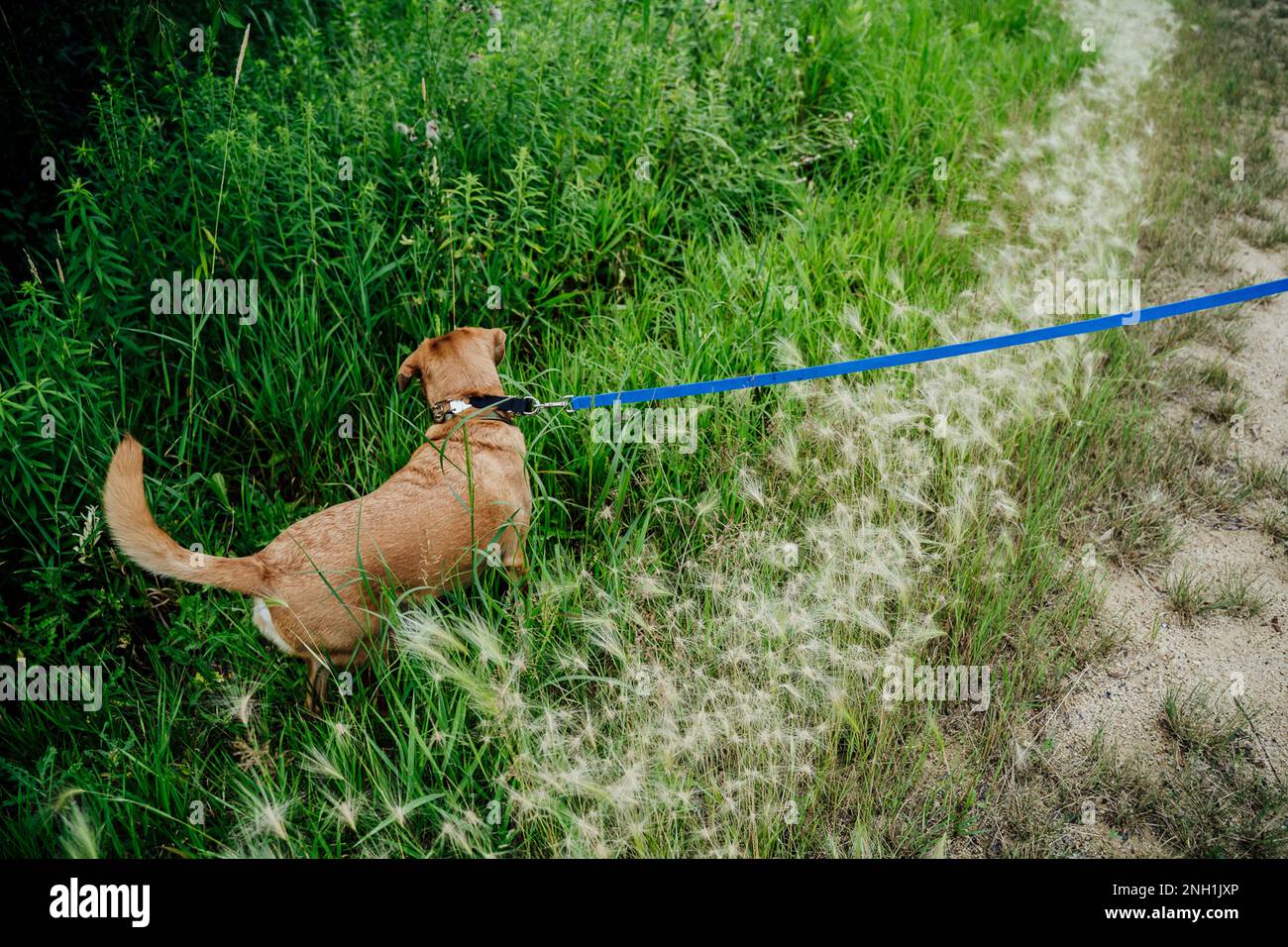 Mittelbrauner Hund zieht vom Weg in die Green Meadow Stockfoto