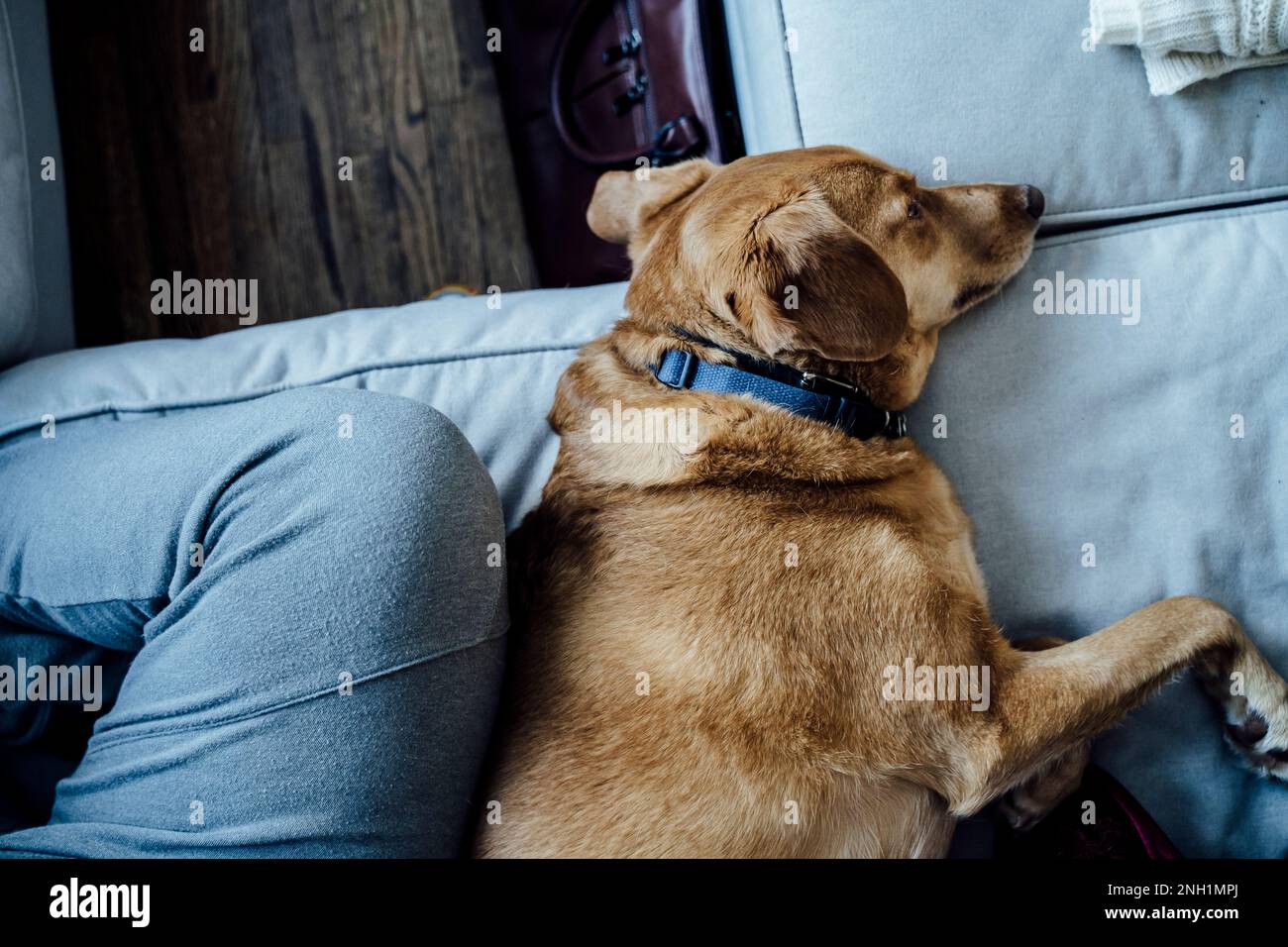 Mittelgroßer brauner Hund, der sich auf dem grauen Sofa neben dem Frauenbein ruht Stockfoto