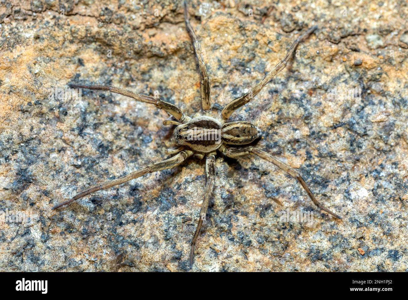 Wolfsspinne, endemische Mitglieder der Familie Lycosidae, robuste und agile Jäger mit ausgezeichnetem Sehvermögen. Ambalavao, Madagaskar Wildtiere Stockfoto