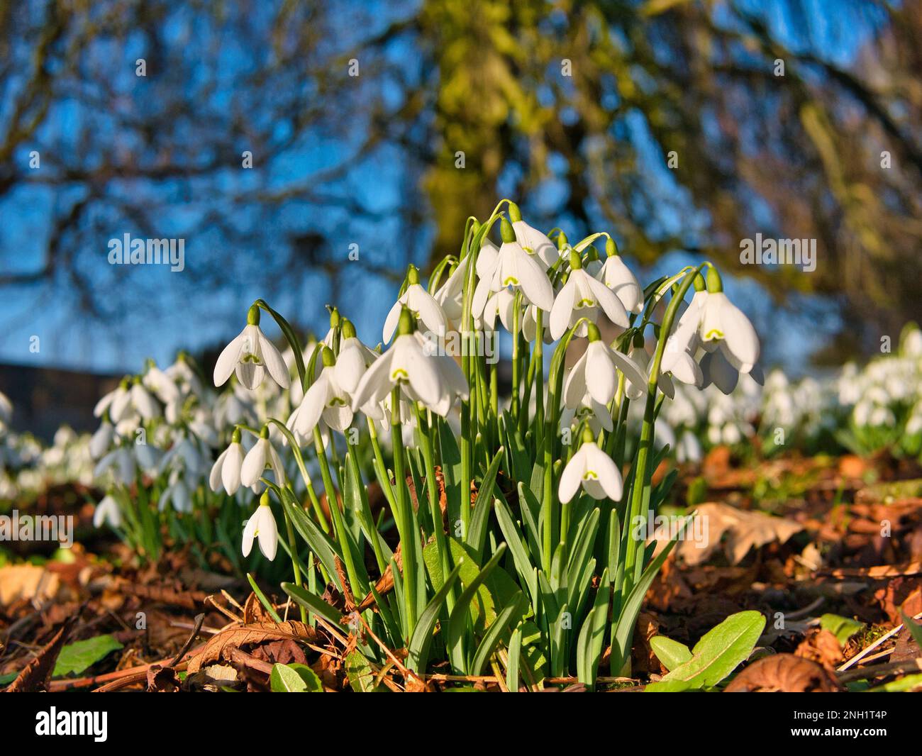 Schneeglöckchen blühen in der Wintersonne zwischen gefallenen Blättern. Blattlose Bäume und ein blauer Himmel erscheinen im Hintergrund. Stockfoto