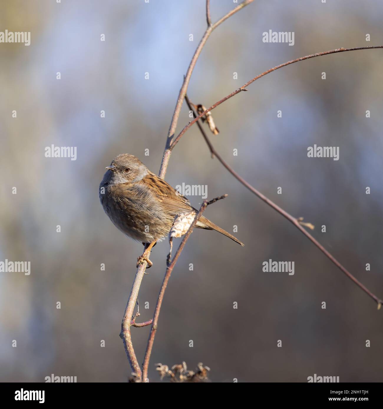 Hecke Accentor auf einem Bramble in Sussex Stockfoto