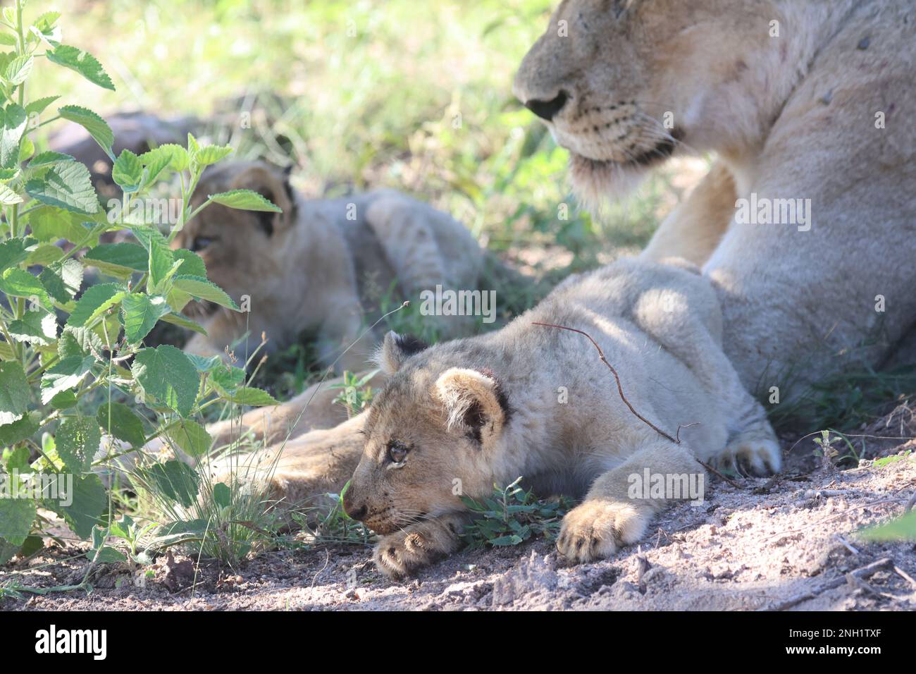 LION Stockfoto