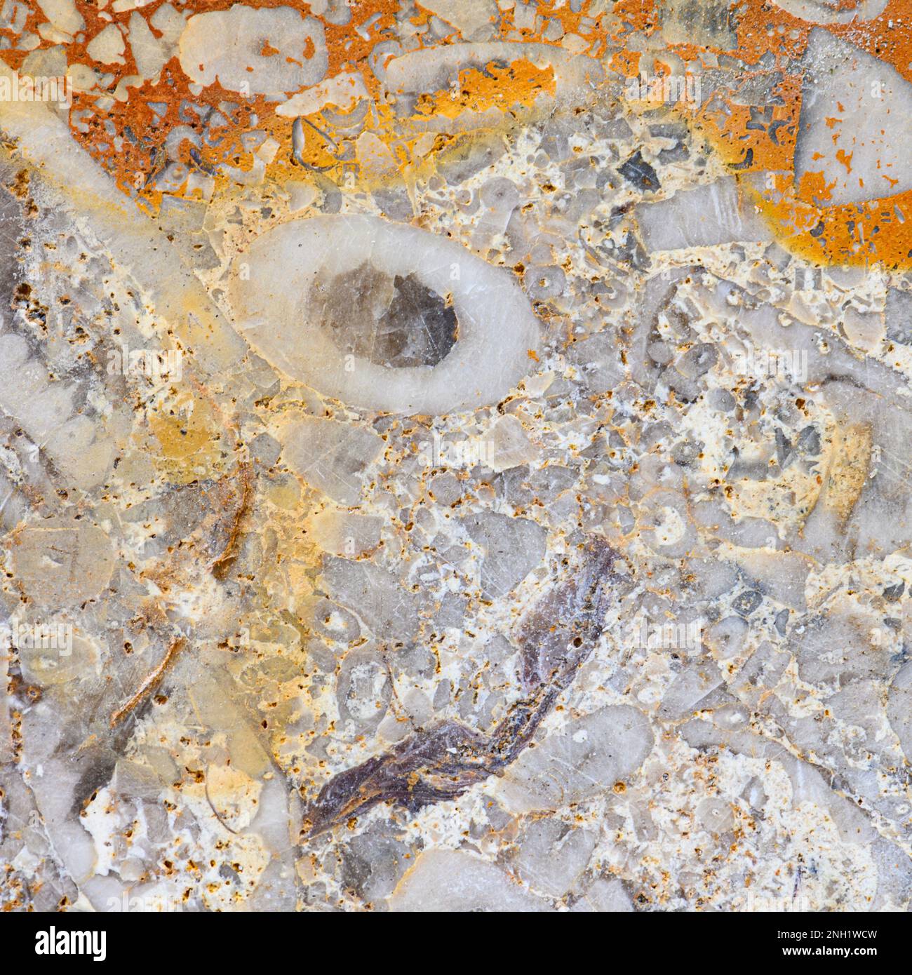 Fossilien auf einer Schieferarbeitsfläche Stockfoto