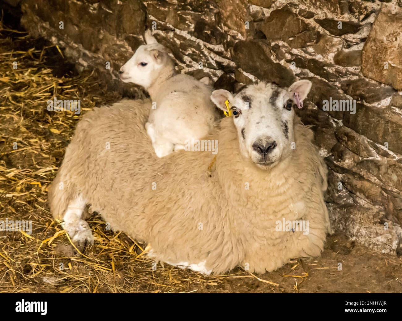 Ein junges Lamm, das auf einem Mutterschaf auf einem Strohboden sitzt Stockfoto