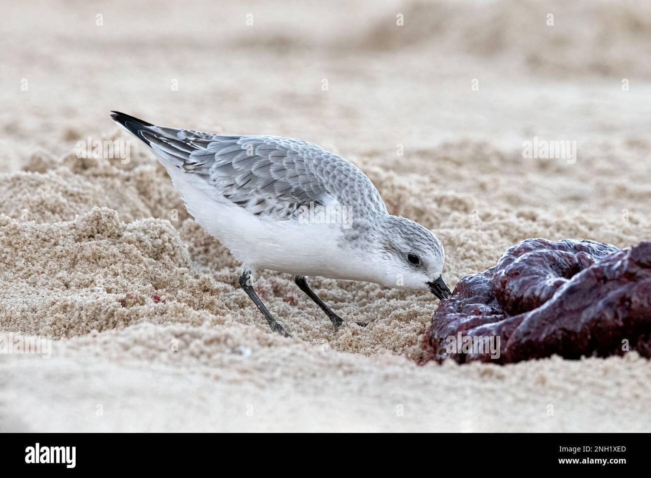 Sanderling, Calidris alba, keine Zucht, Winterspeck, Erwachsener, der auf einer Robbenplazenta Norfolk November forscht Stockfoto