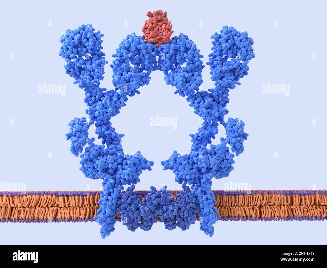 B-Zell-Rezeptor-Dimer, Illustration Stockfoto