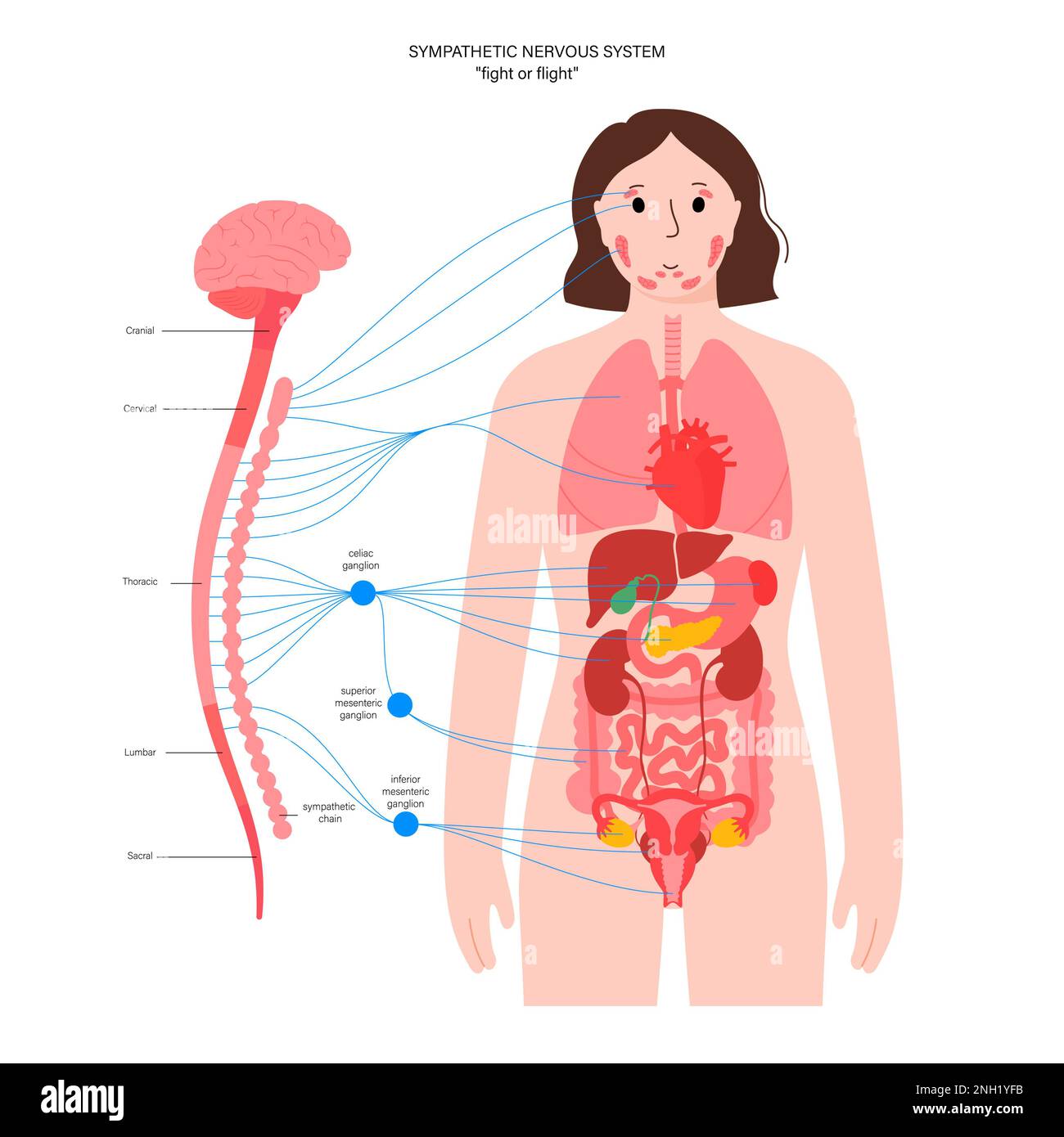 Sympathisches Nervensystem, Illustration Stockfoto