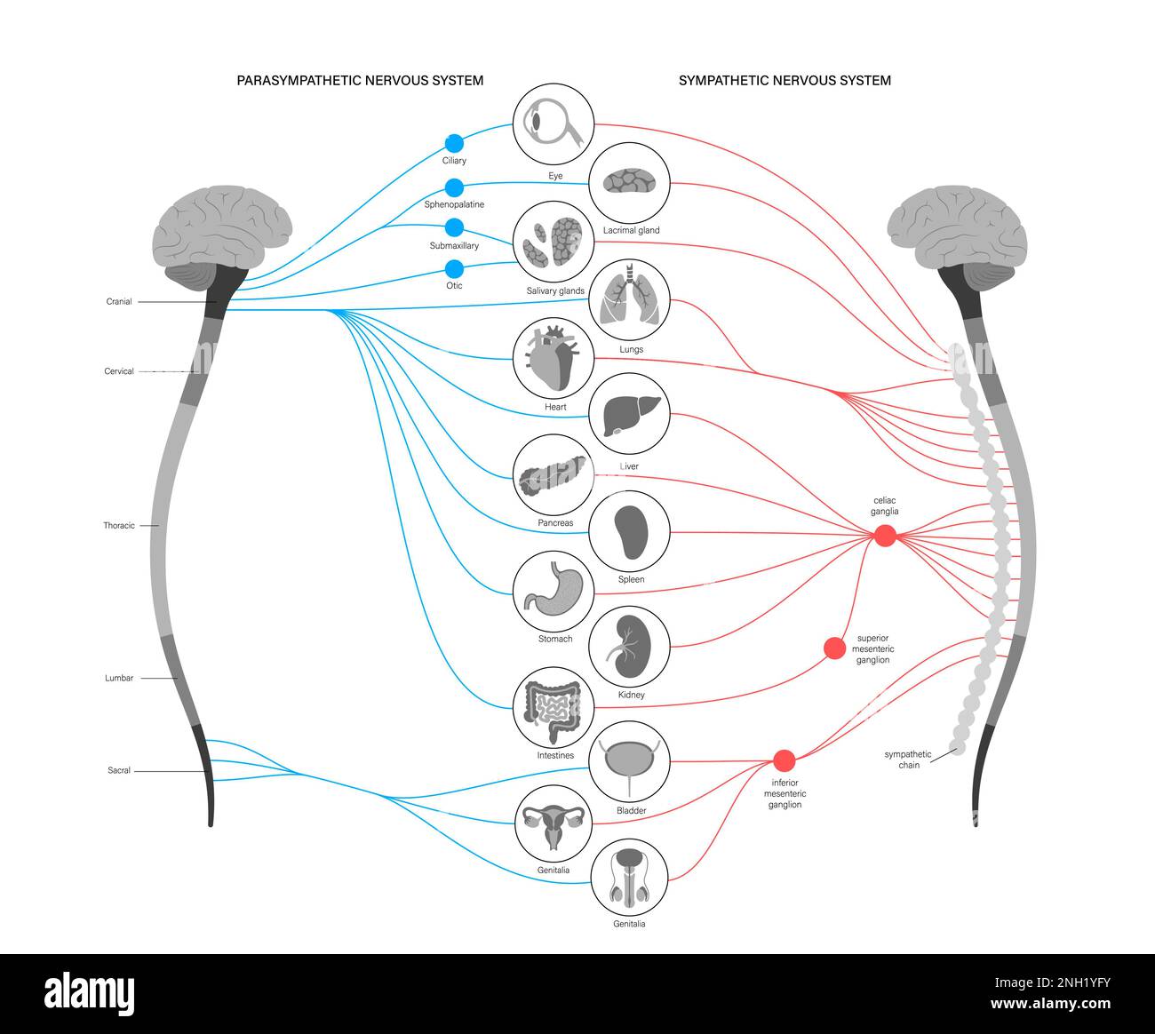 Autonomes Nervensystem, Illustration Stockfoto