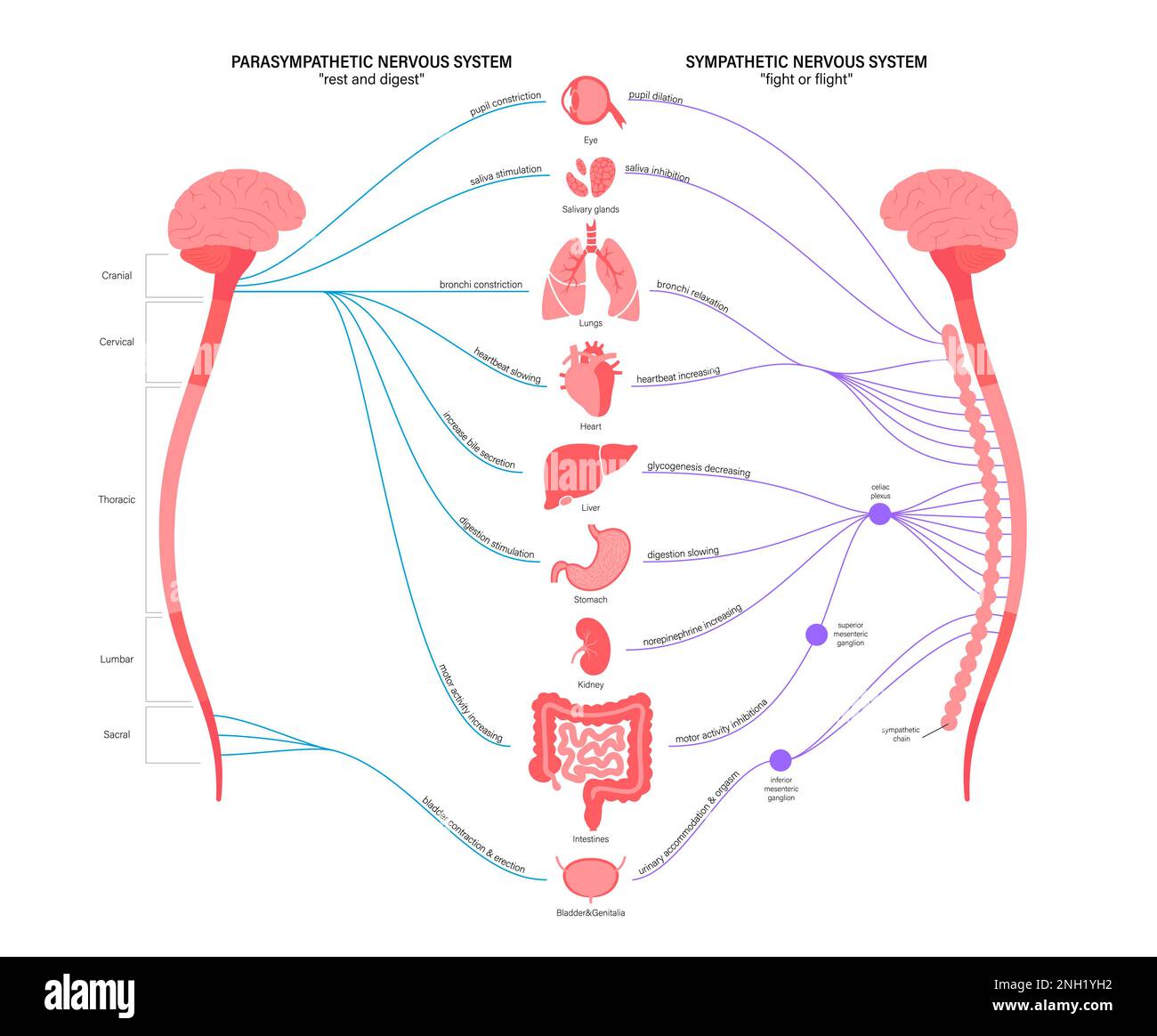 Autonomes Nervensystem, Illustration Stockfoto
