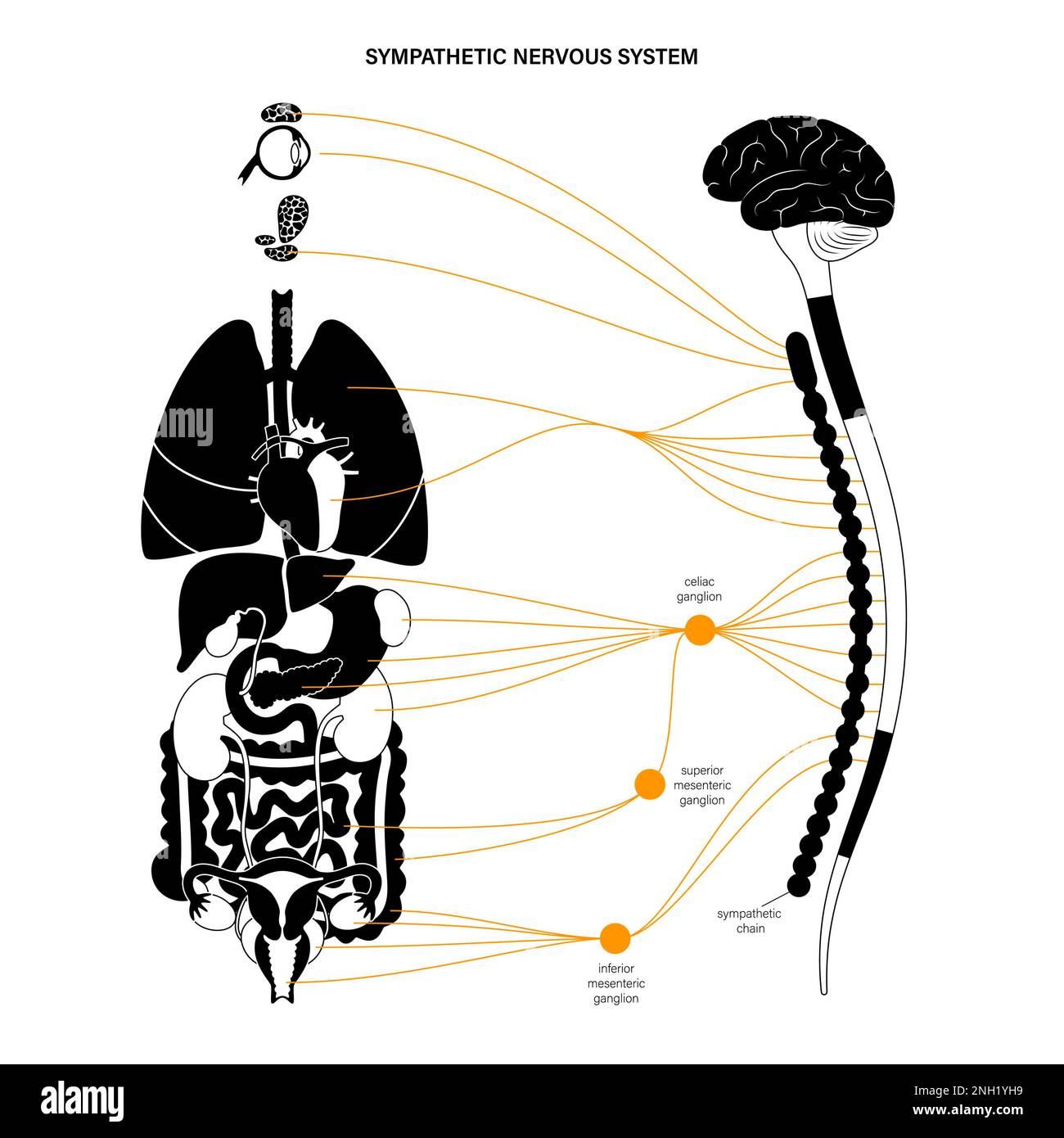 Sympathisches Nervensystem, Illustration Stockfoto