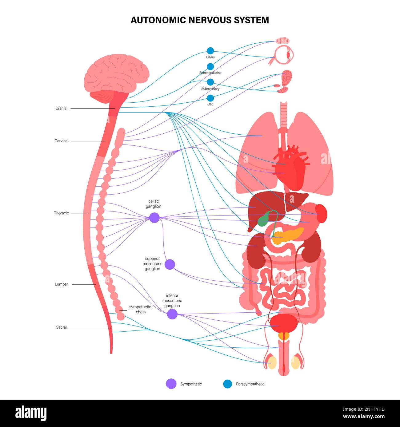 Autonomes Nervensystem, Illustration Stockfoto