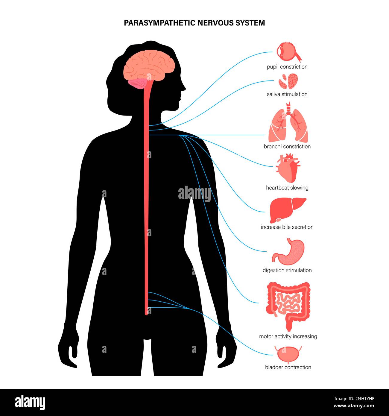 Parasympathisches Nervensystem, Illustration Stockfoto