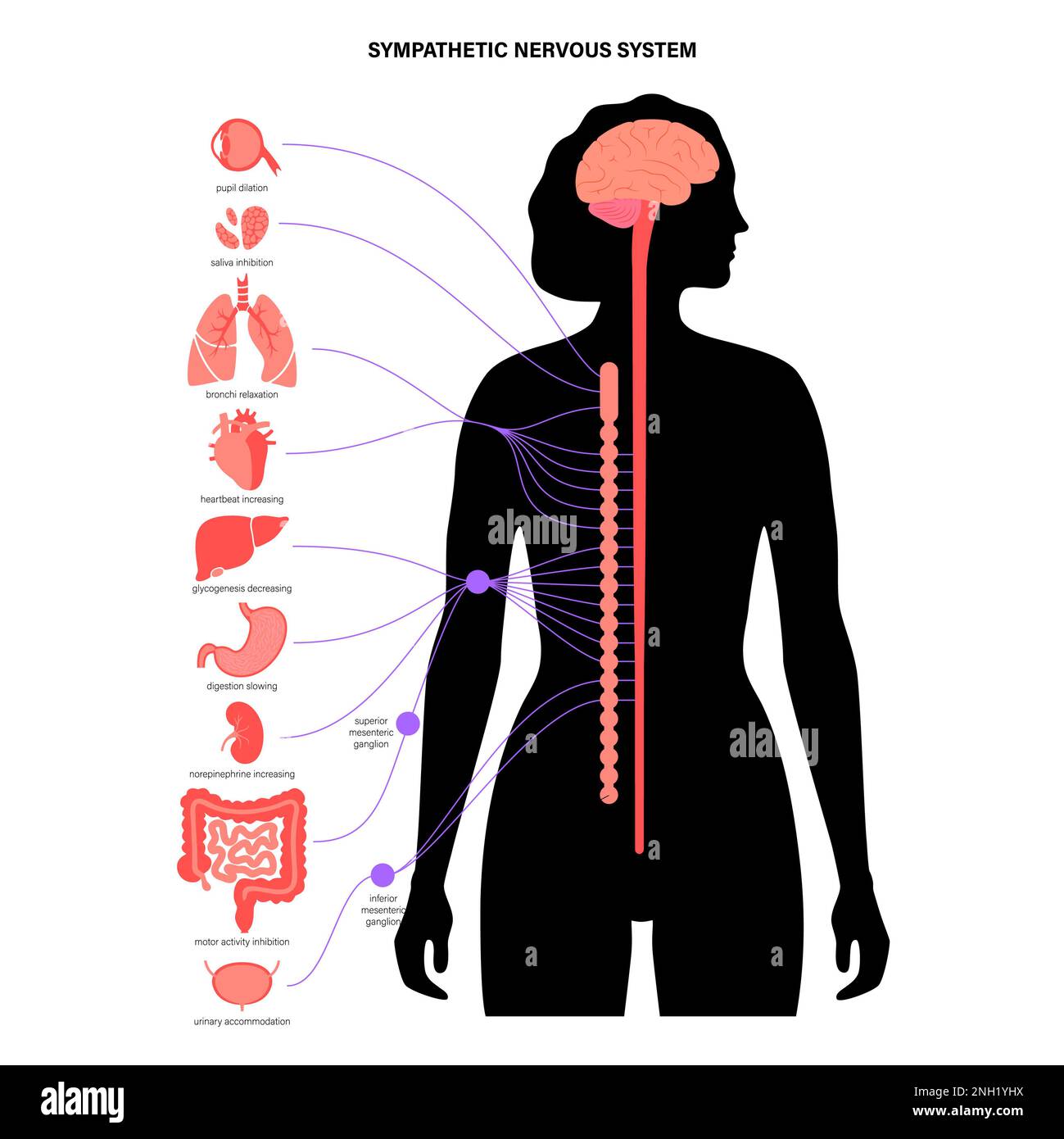 Sympathisches Nervensystem, Illustration Stockfoto