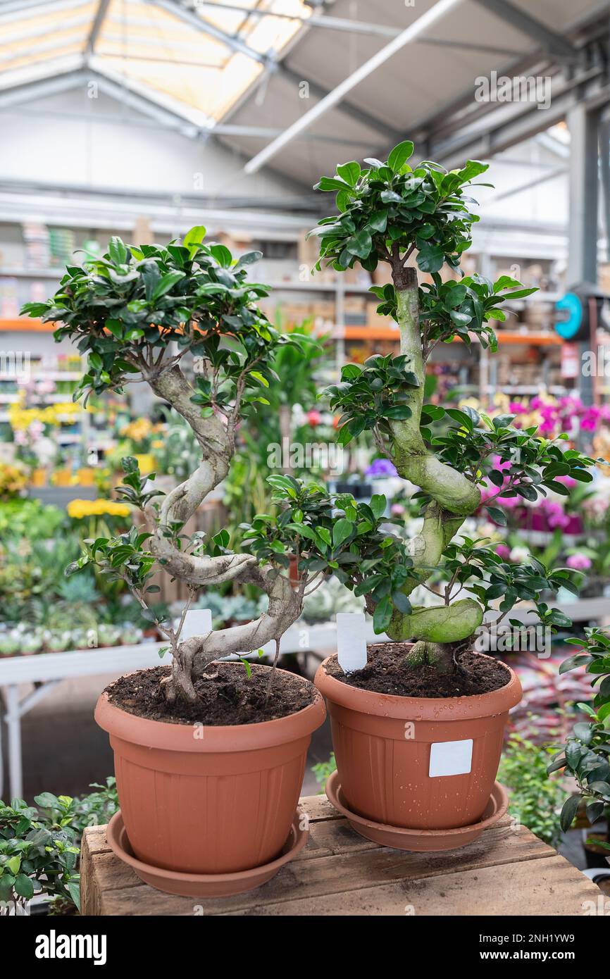 Ficus Bonsai Ginseng Orientalbaum im Pflanzenlager. Shopping für Häppchen Blumen Konzept. Selektiver Fokus, Kopierbereich Stockfoto