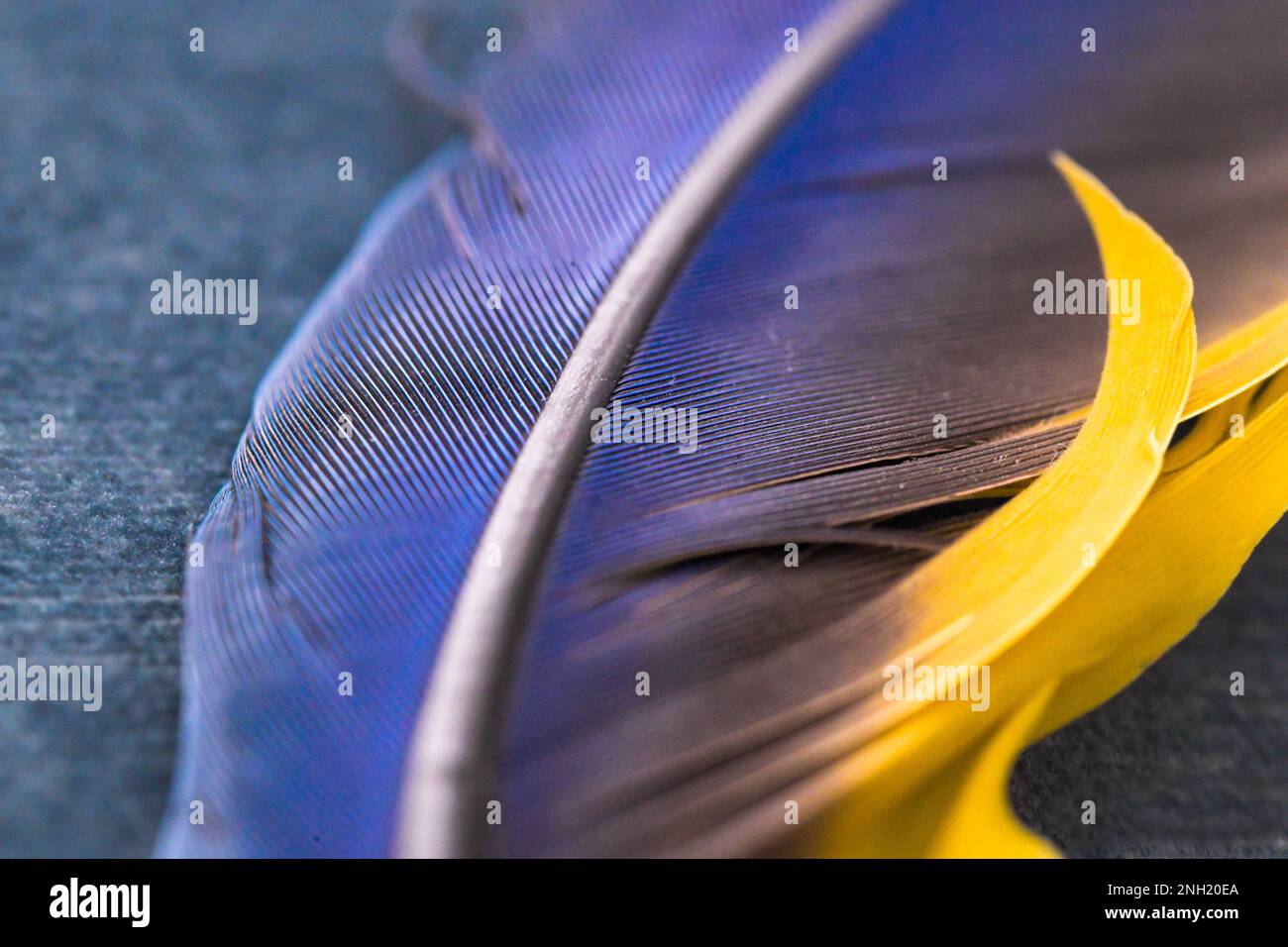 Papageienfeder Makrostruktur, Feder, britisches Tier, Macaw, Blau und Gelb Stockfoto