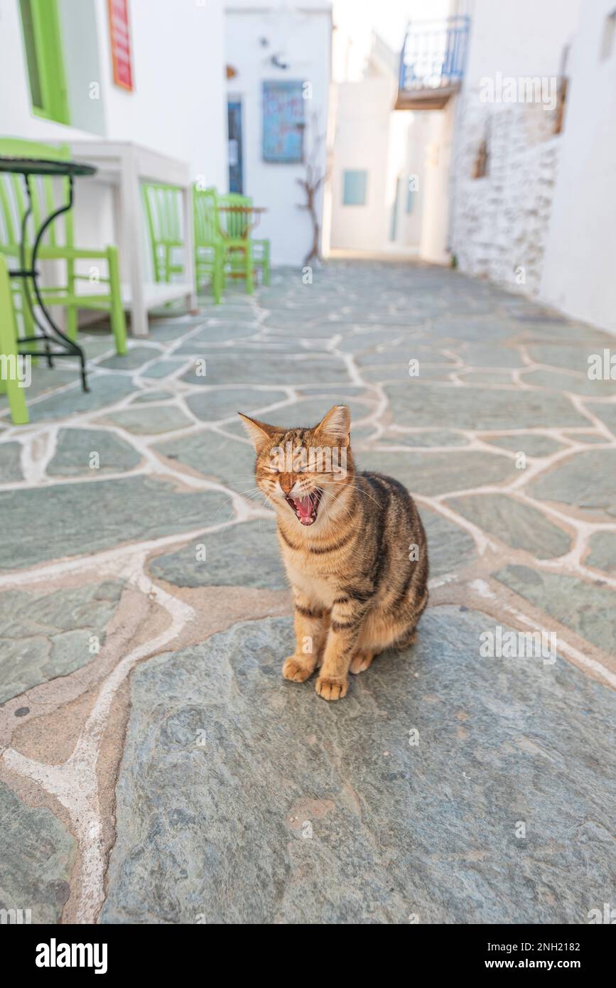 Katzengähnen in einer typischen Gasse des Dorfes Chora, Folegandros Stockfoto
