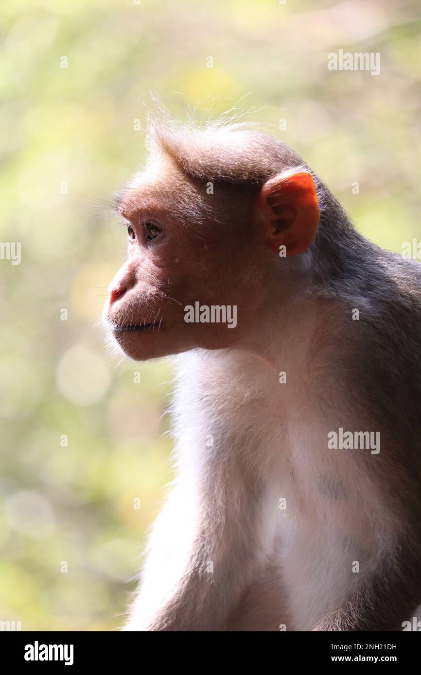 Indische Affe Stockfoto
