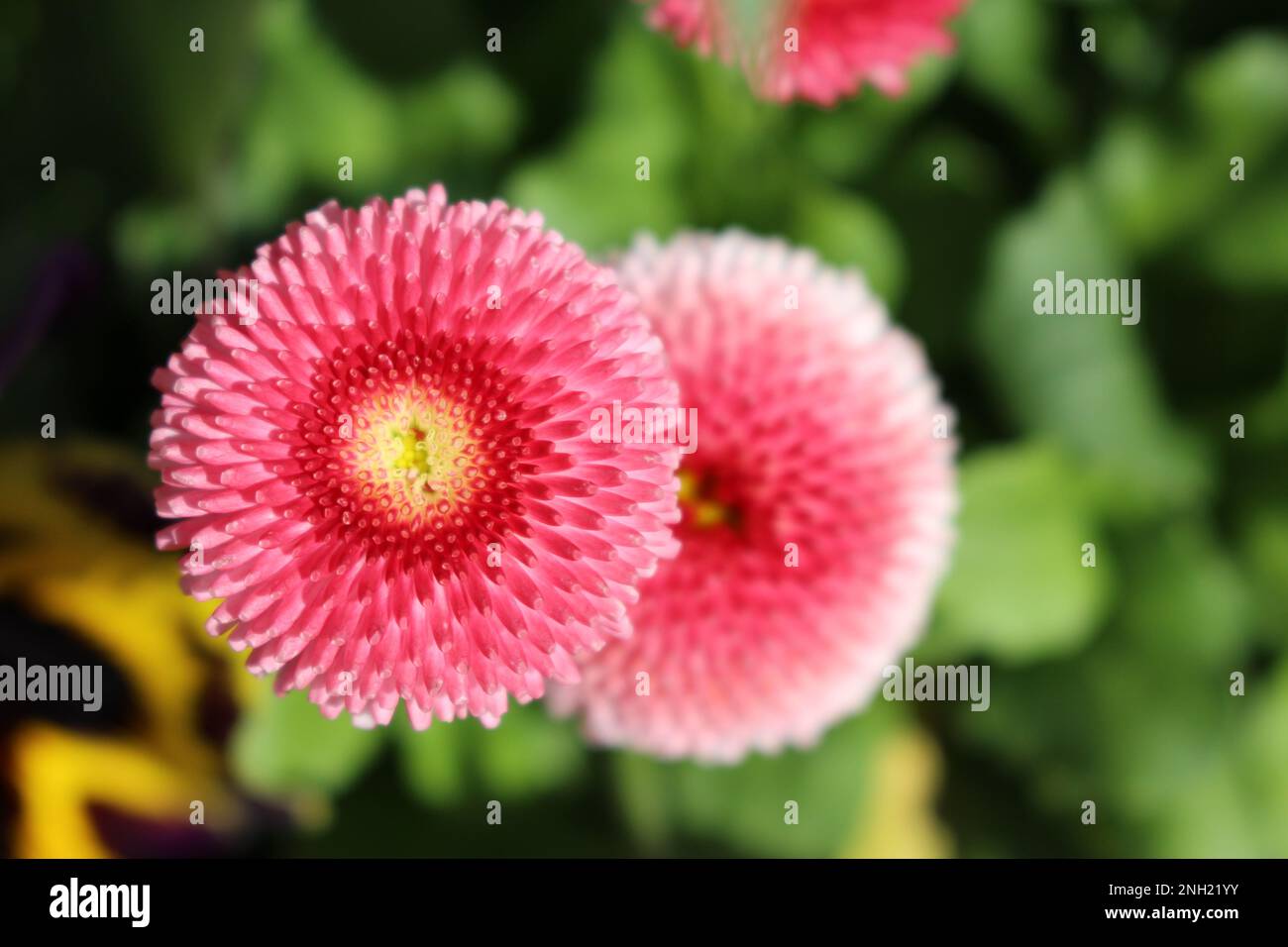 Rötlich-rosa Bellis perennis „Pomponette“ (englische Daisy) Bildschirmschoner. Beliebte Gänseblümchen-Kultivar mit Massen von süßen pomponartigen Doppelblumen Stockfoto