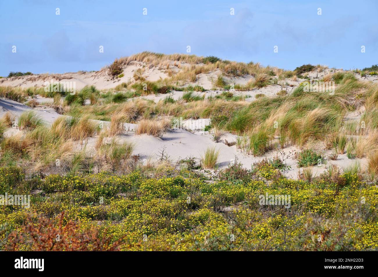 Dünengras und Blumen auf Sanddünen an der Nordsee Stockfoto