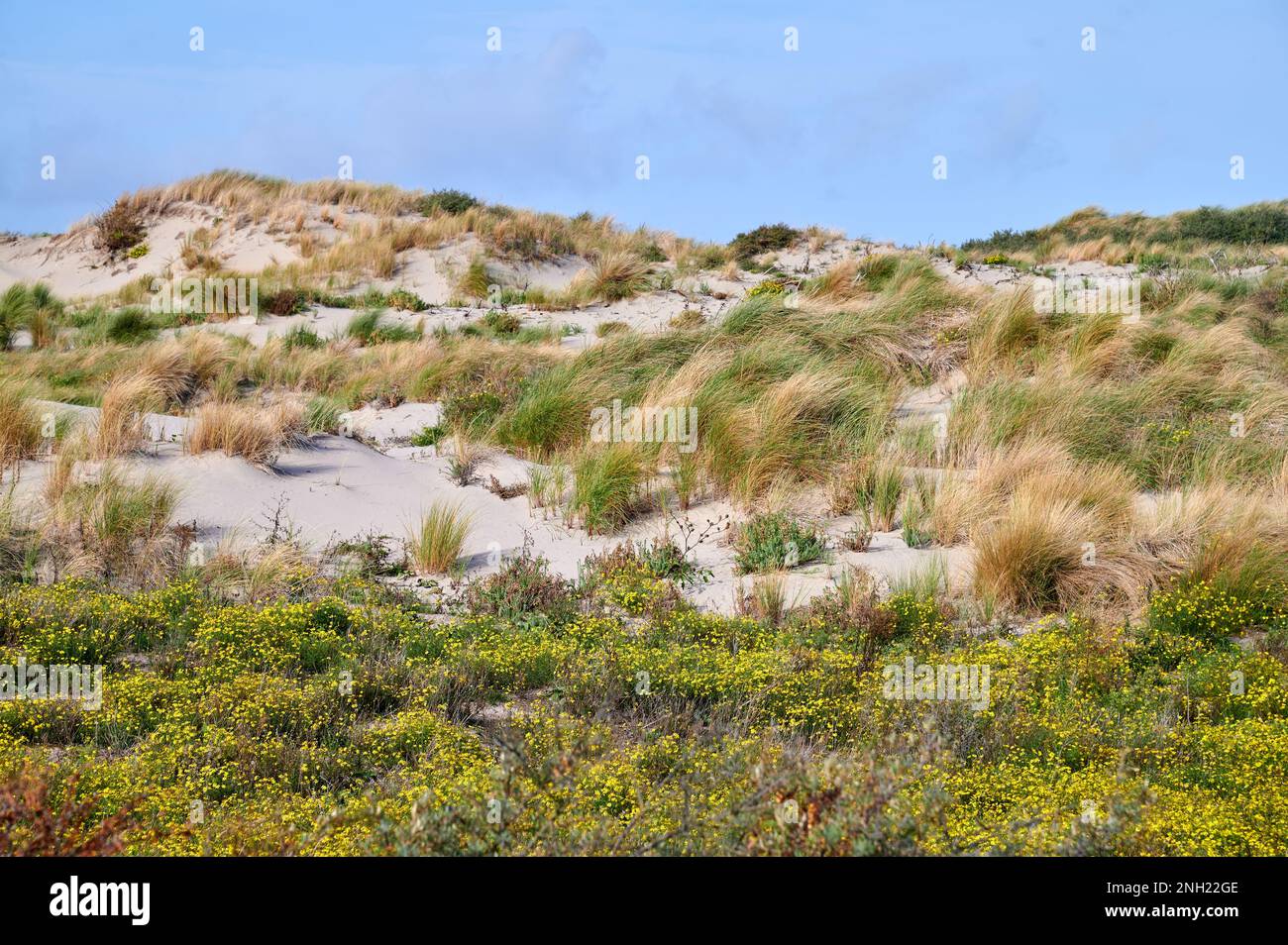 Dünengras und Blumen auf Sanddünen an der Nordsee Stockfoto