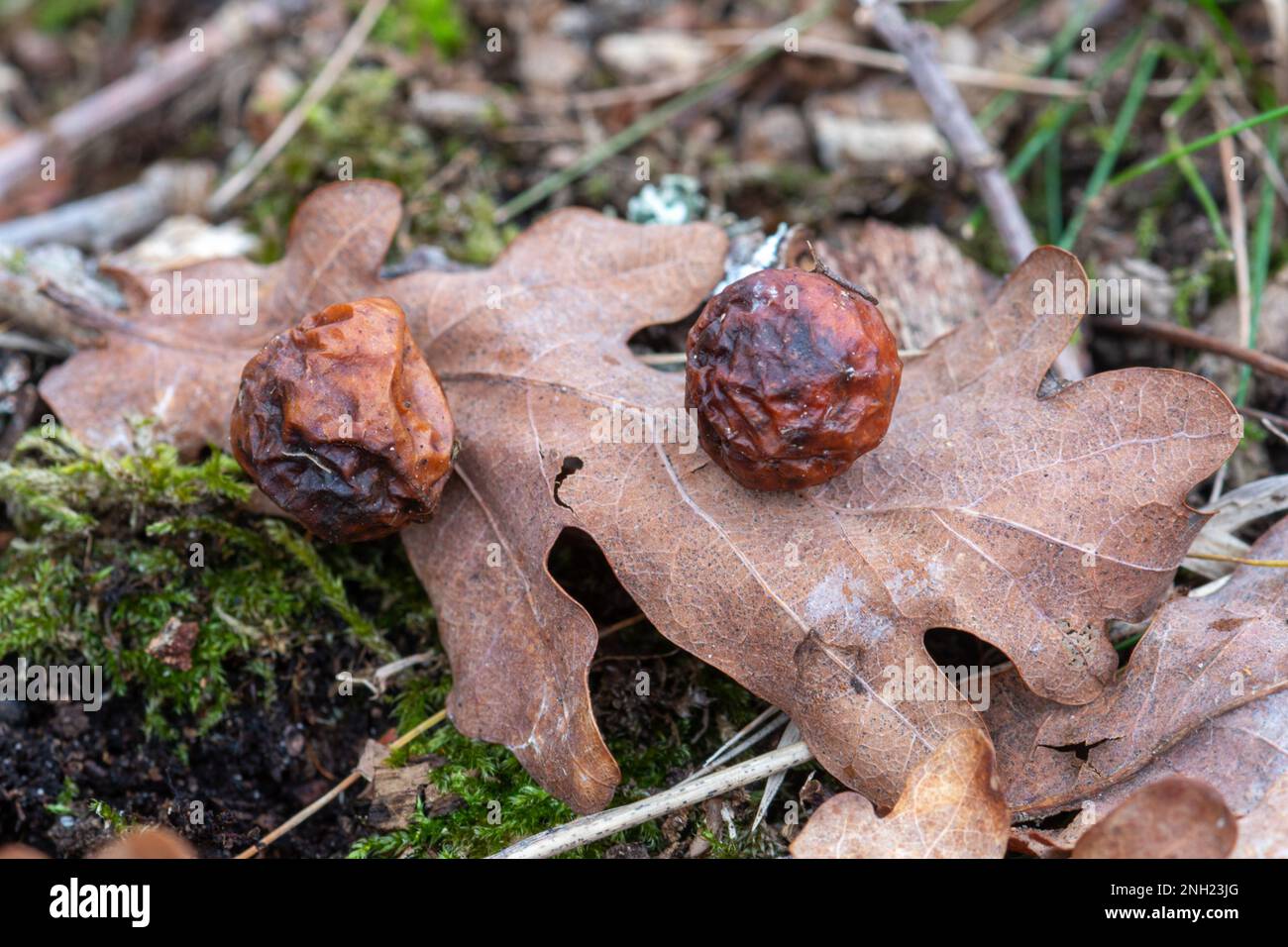 Gallen an der Unterseite von Eichenblättern, verursacht durch die Kirschgallen-Wespe, Cynips quercusfolii, Surrey, England, Großbritannien Stockfoto