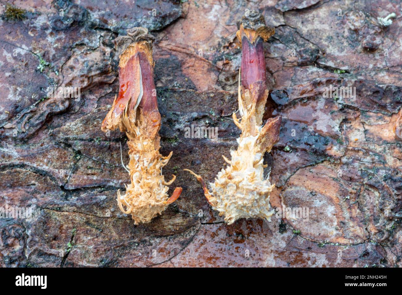 Wildtiere - Überreste von Kiefernzapfen, die von einem Eichhörnchen oder Vögeln gefressen wurden, England, Großbritannien Stockfoto