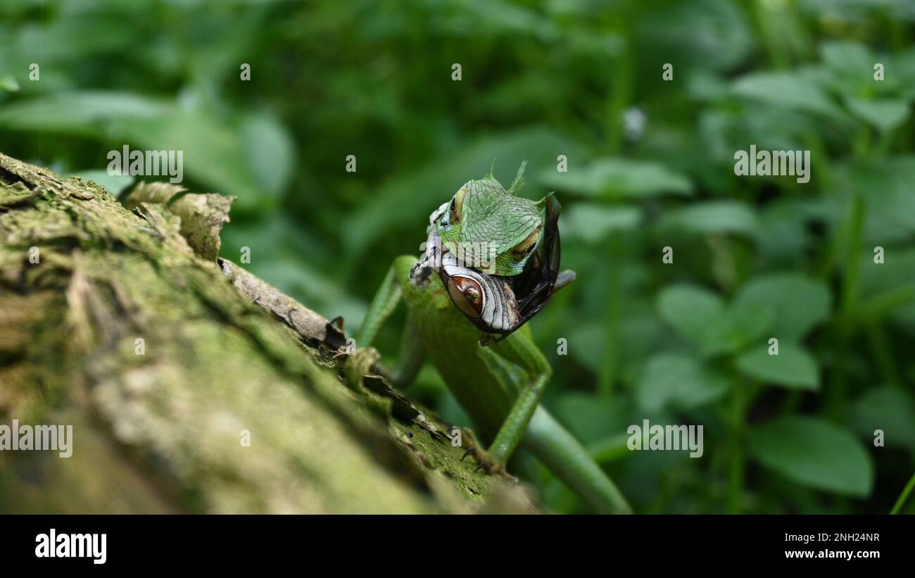 Kopf einer grünen Waldechse, die versucht, einen toten Kokosnusskäfer zu schlucken, was Eidechsen-Stirn-Struktur und Mund offenbart Stockfoto