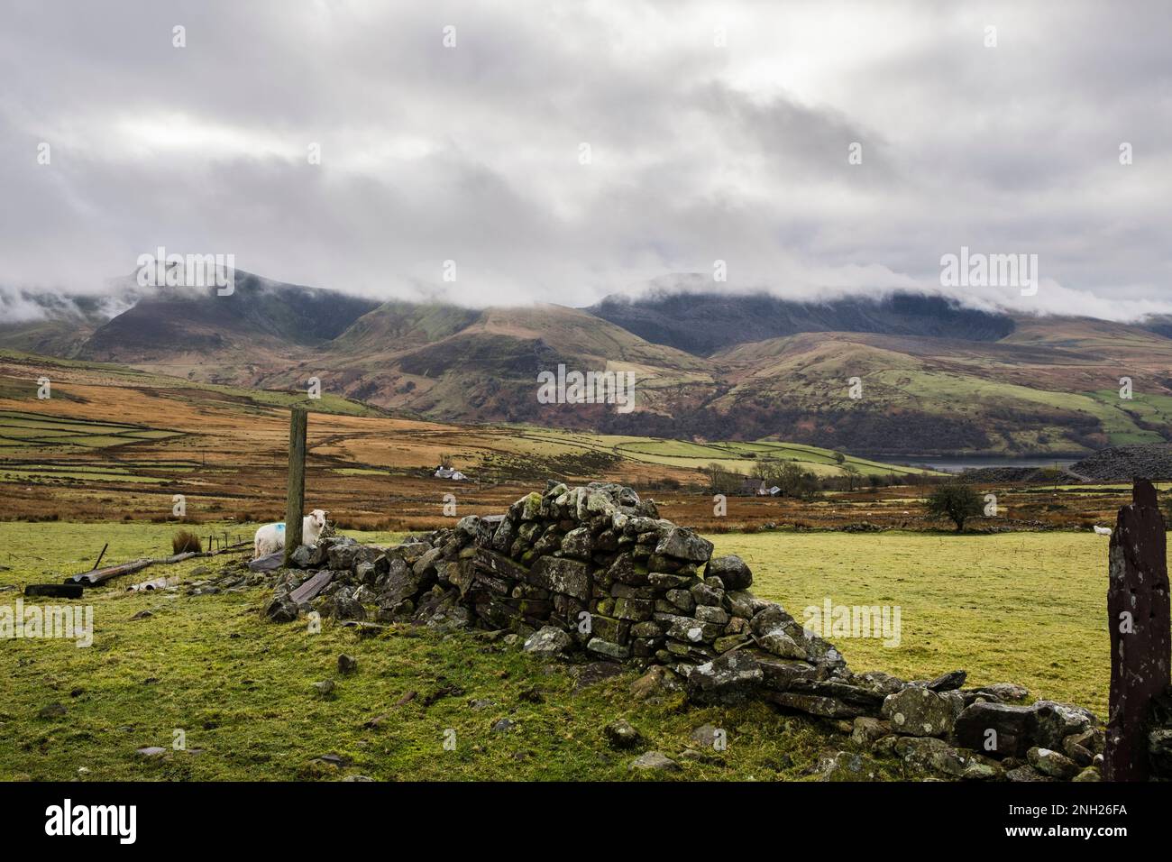 Walisisches Ackerland mit Trockenmauern und Nantlle Ridge im Snowdonia-Nationalpark dahinter. Y Fron, Caernarfon, Gwynedd, Wales, UK, Großbritannien Stockfoto