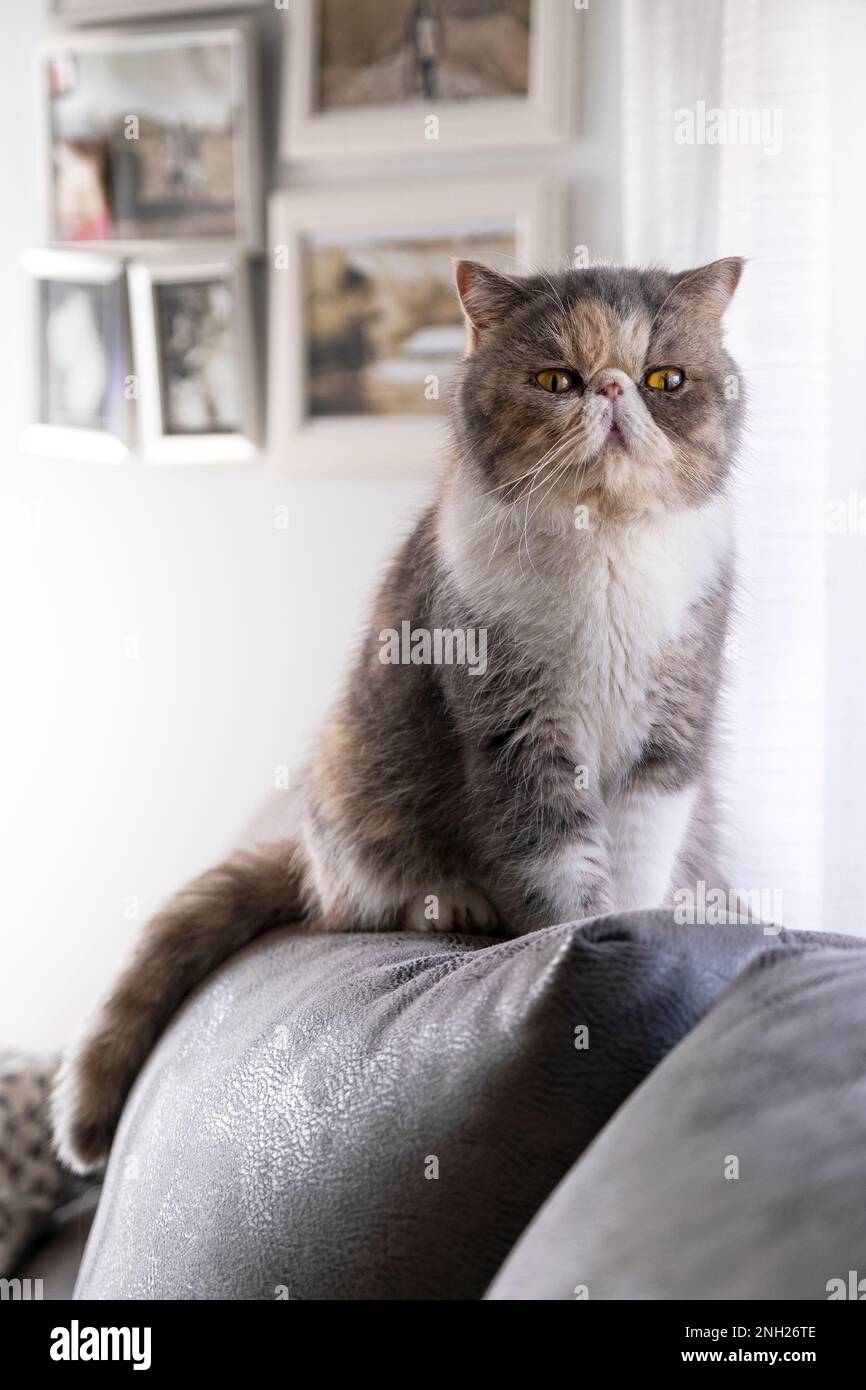Exotische Kurzhaarkatze, die auf einem Sofa neben einem Fenster sitzt. In einem Wohnzimmer. Tageszeit. Keine Menschen. Stockfoto