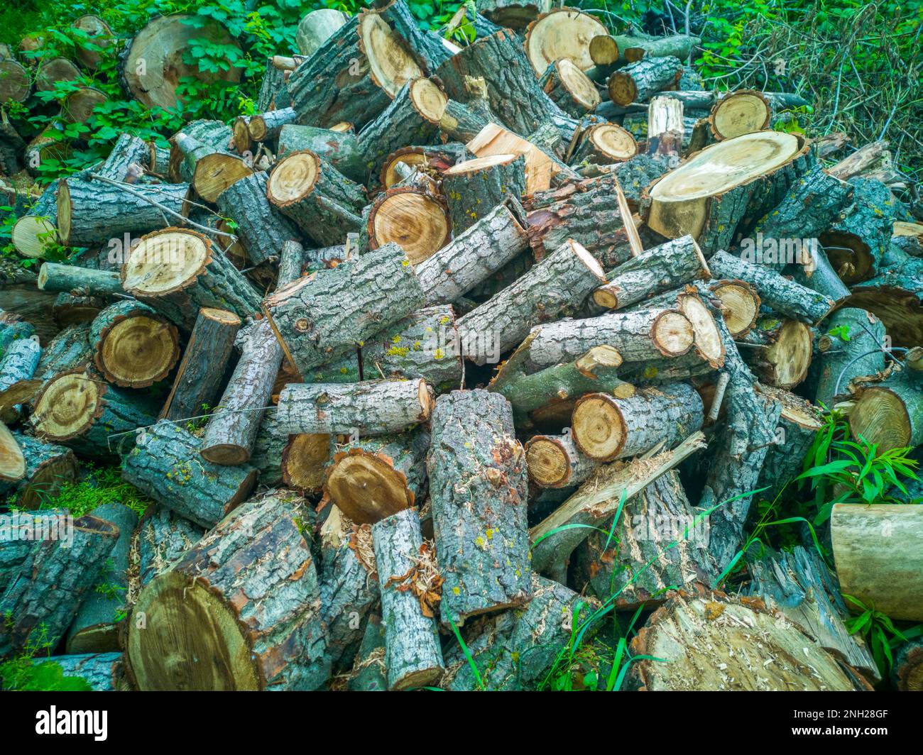Ein großer Haufen Brennholz auf der Wiese. Ein Haufen Holzstämme. Hochwertiges Foto Stockfoto