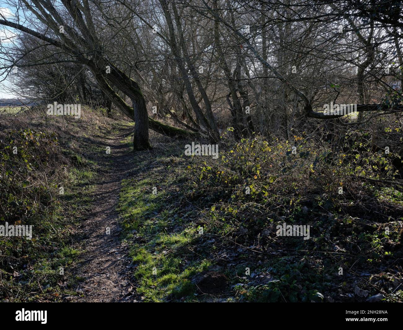 Mit Weidenbäumen über dem Fluss Crimple. Spofforth. North Yorkshire Stockfoto