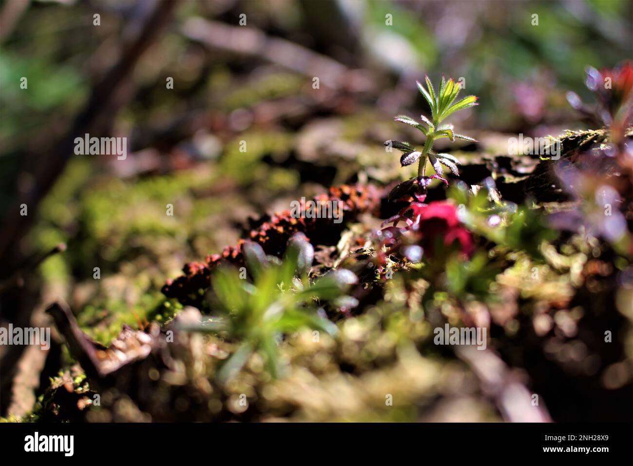 Neue Frühlingsschüsse auf dem Waldboden. Hintergrundbild oder Hintergrundbild für neues Leben, neu anfangen, Widerstandsfähigkeit der Natur Stockfoto