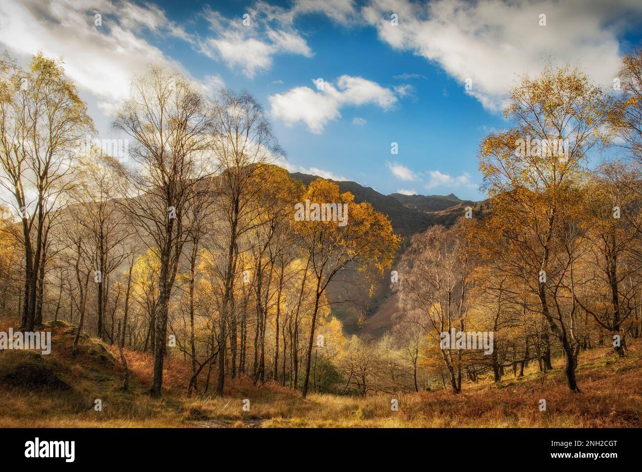 Herbstbäume in einem Lake District Valley Stockfoto