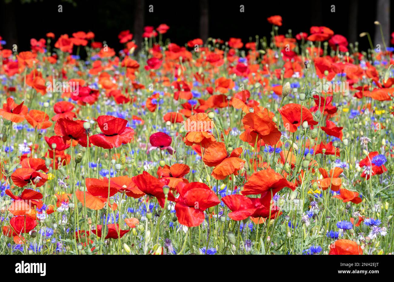 Poppy Field, im Vordergrund steht wilder Mohn, der im Sommer auf der Wiese wächst. Leuchtend rote Blütenblätter mit grünen Stielen und blauen Maisblumen. Dublin, Irland Stockfoto