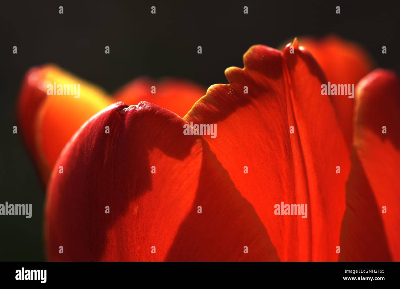 Blumen Stockfoto