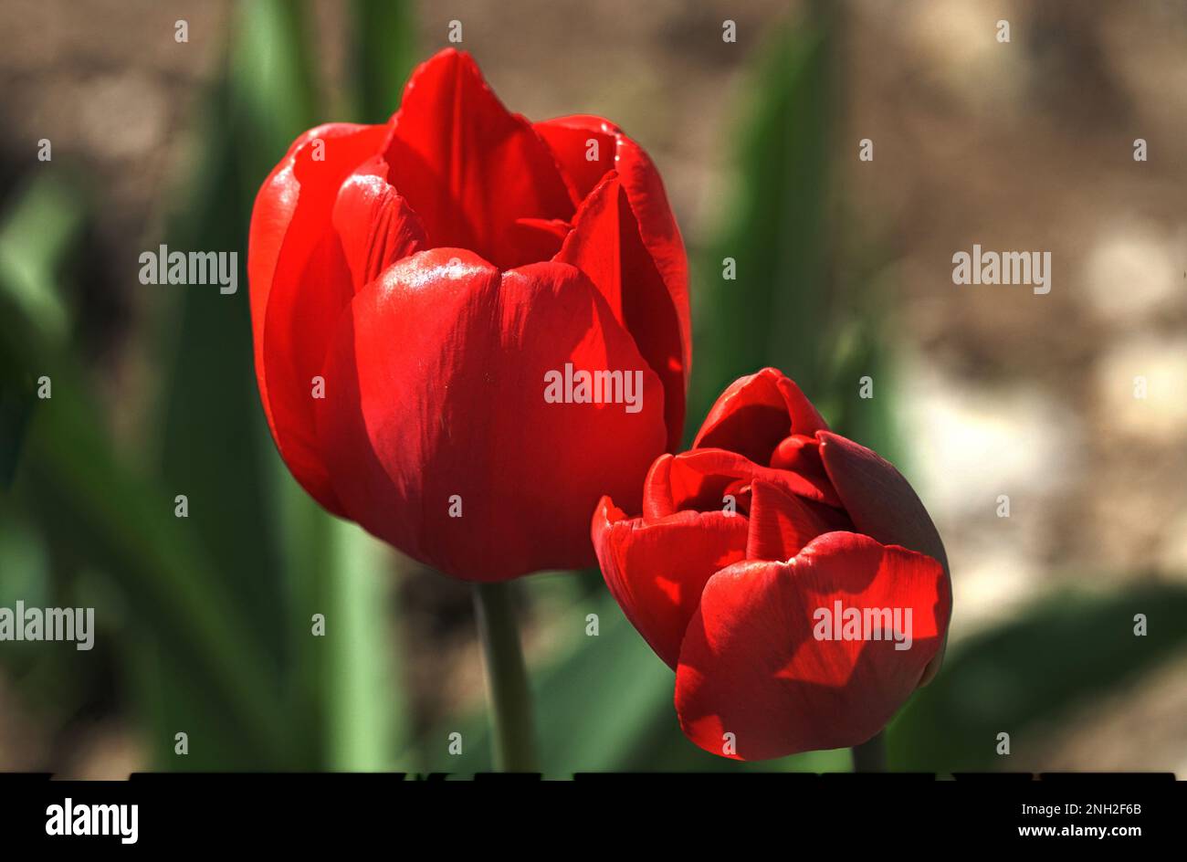Blumen Stockfoto