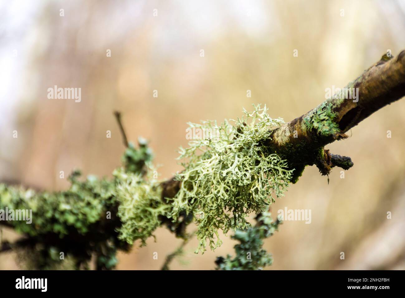 Letharia vulpina, eine Spezies des frutisierenden Lichen-Pilzes in der Familie Parmeliaceae, gemeinhin als Wolfsflechten bekannt. Corticolous Types of Flechten liv Stockfoto