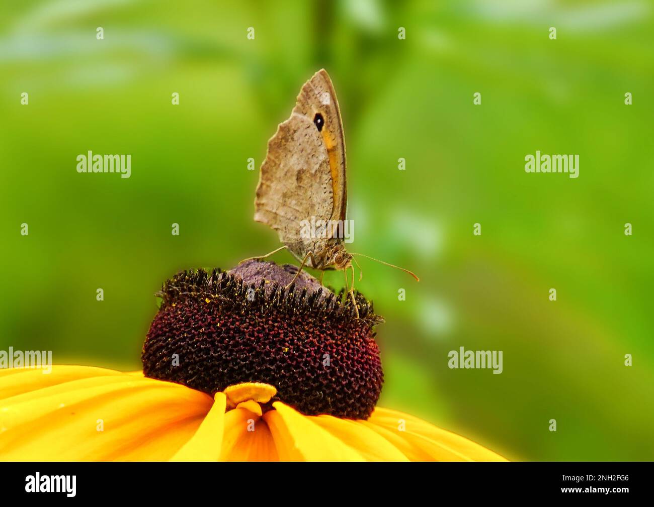 Distefalter, Schmetterling auf Blüte Stockfoto