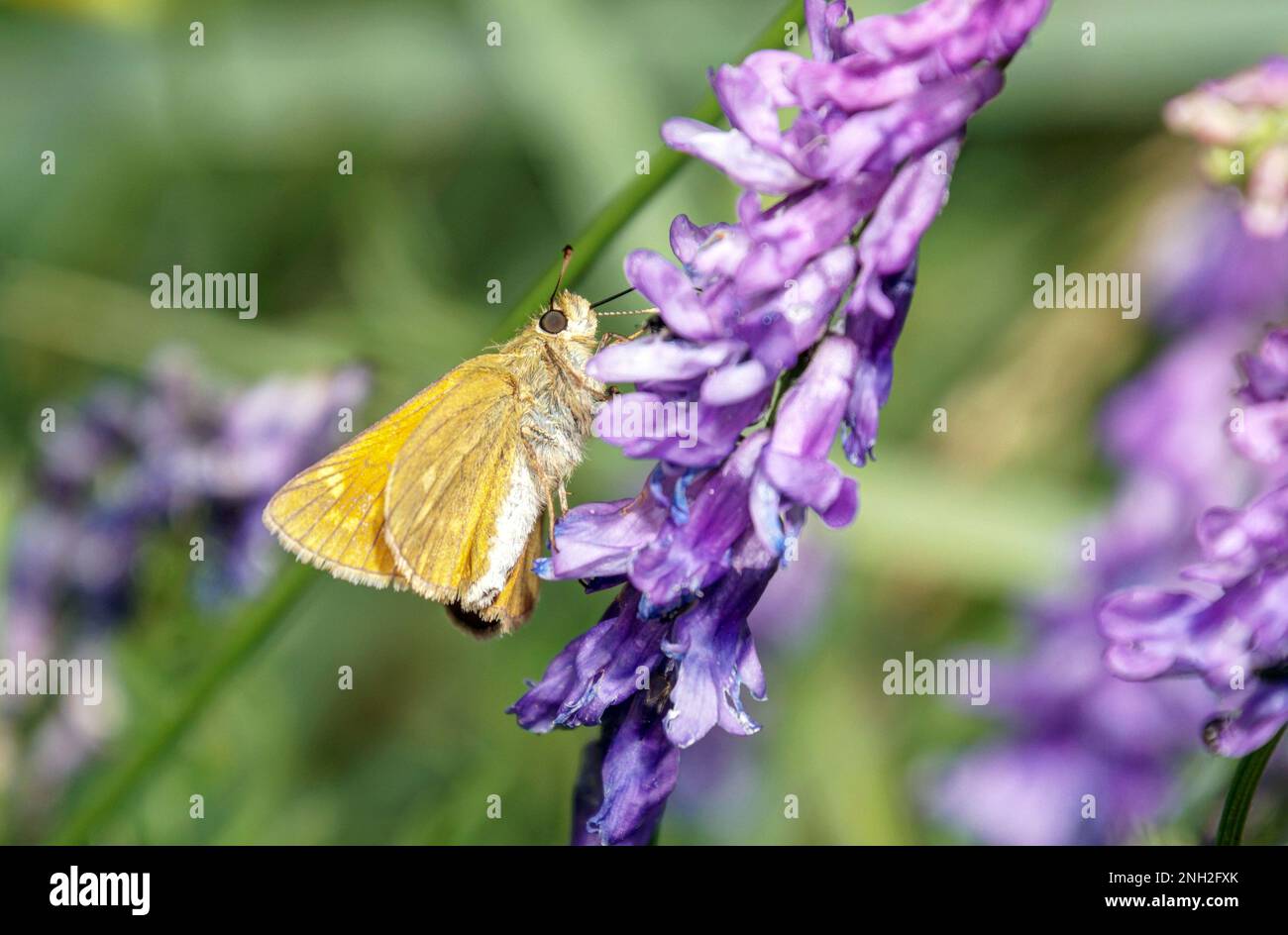 Dickkopffalter, Schmetterling auf Blüte Stockfoto