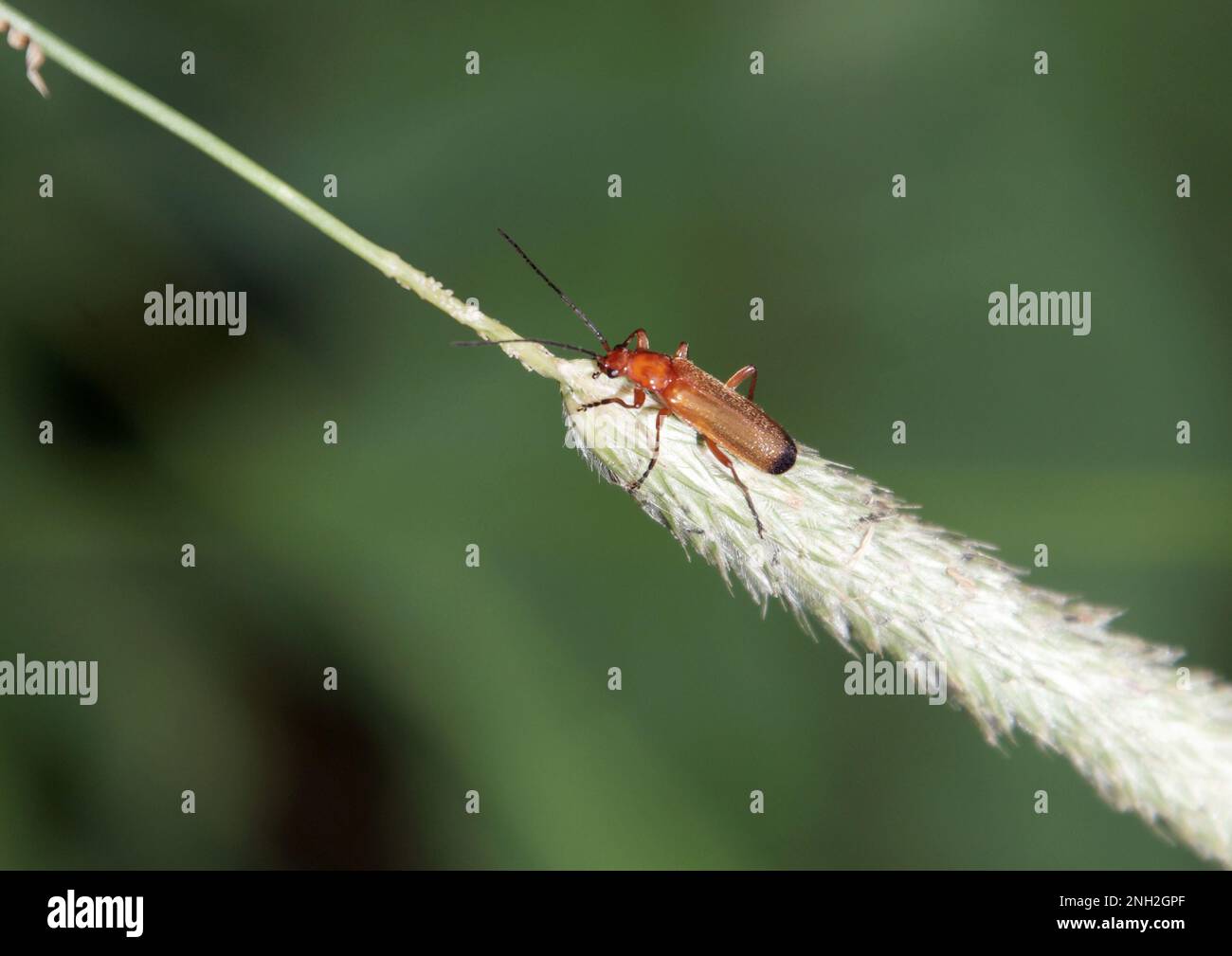 Kleiner grauner Käfer auf Grasrispe Stockfoto