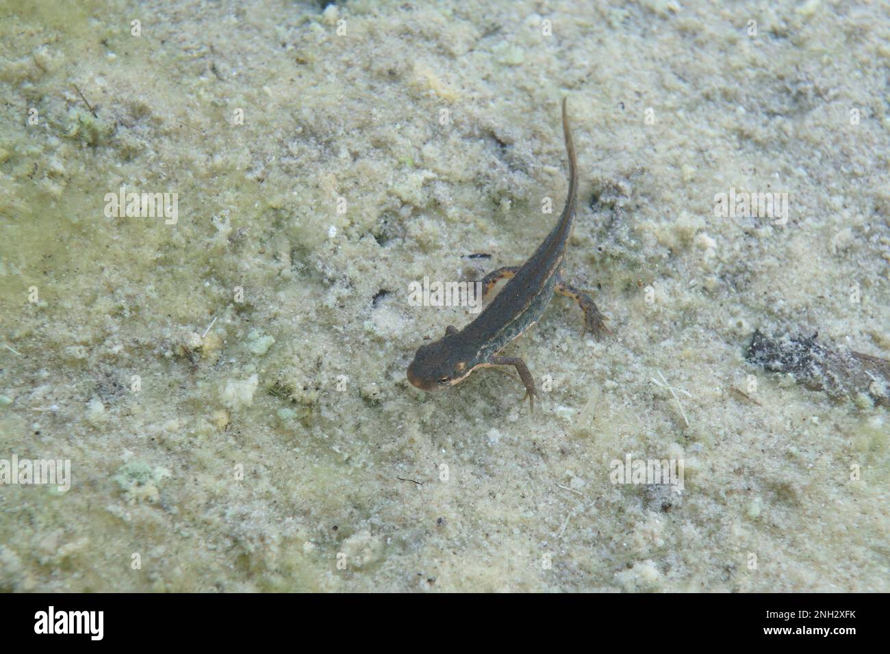 Il Tritone italiano, Lissotriton italicus - der italienische Molch ist eine Salamanderart der Familie Salamandridae, die nur in Italien zu finden ist Stockfoto