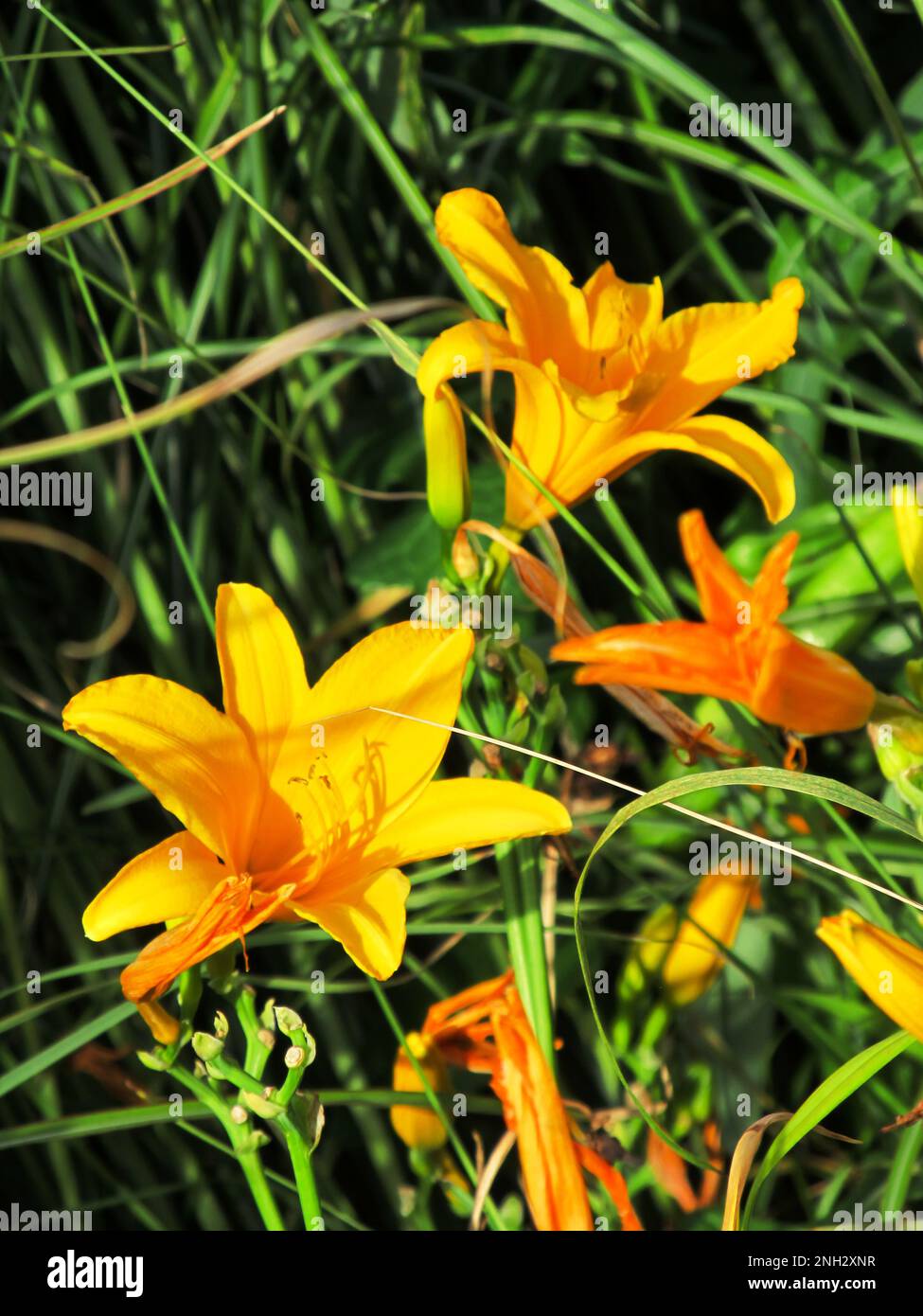 Die große Blume eines großen gelblich-orangefarbenen Daylily Stockfoto Die große Blume eines großen gelblich-orangefarbenen Daylily Stockfoto