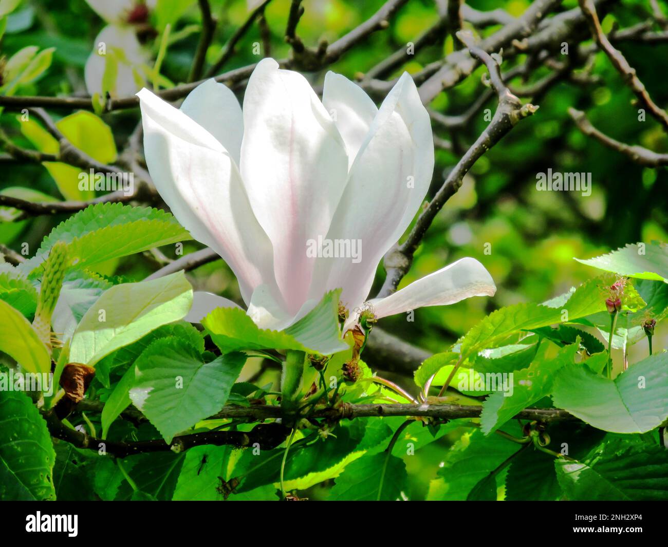 Eine große weiße Magnolienblume, von der Seite gesehen. Stockfoto Eine große weiße Magnolienblume, von der Seite gesehen. Stockfoto