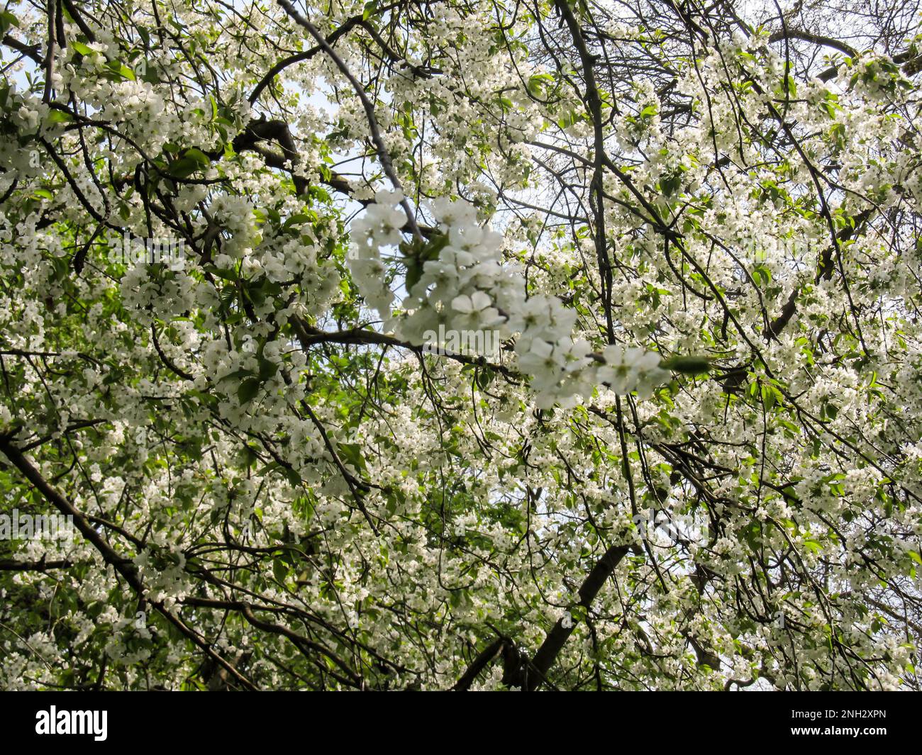 Blühen beladene Zweige eines wilden Kirschbaums, Prunus Avium Stockfoto Blühen beladene Zweige eines wilden Kirschbaums, Prunus Avium Stockfoto