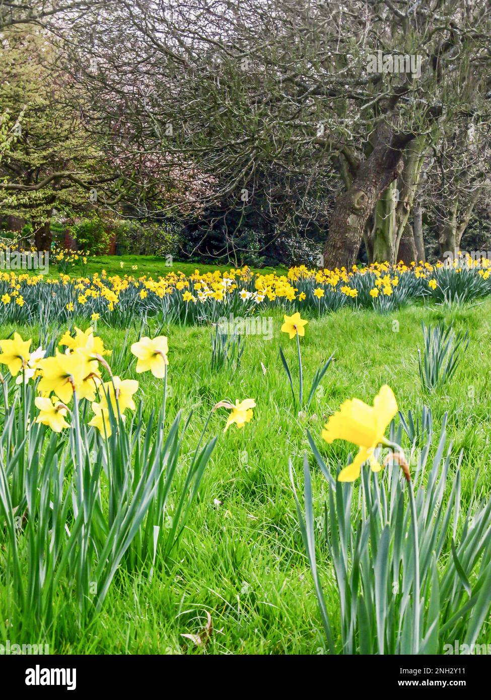 Eine kleine Wiese mit leuchtend gelben Narzissen, Narcissus Narzissen, in voller Blüte in einem Park in Südengland Stockfoto Eine kleine Wiese mit leuchtend gelben Narzissen, Narcissus Narzissen, in voller Blüte in einem Park in Südengland Stockfoto
