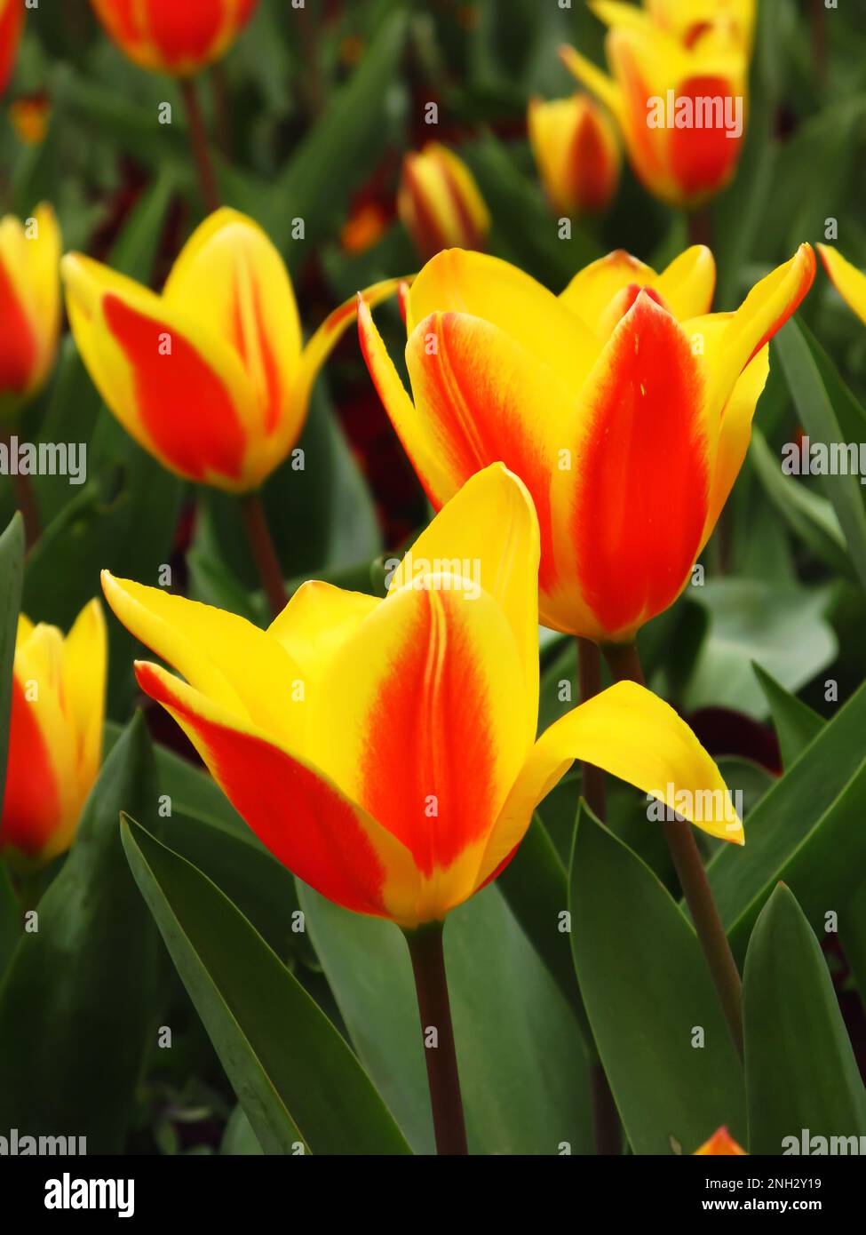 Ein Blumenbeet aus gelben und orangefarbenen Wasserlilien-Tulpen, Tulipa kaufmanniana, in voller Blüte Stockfoto