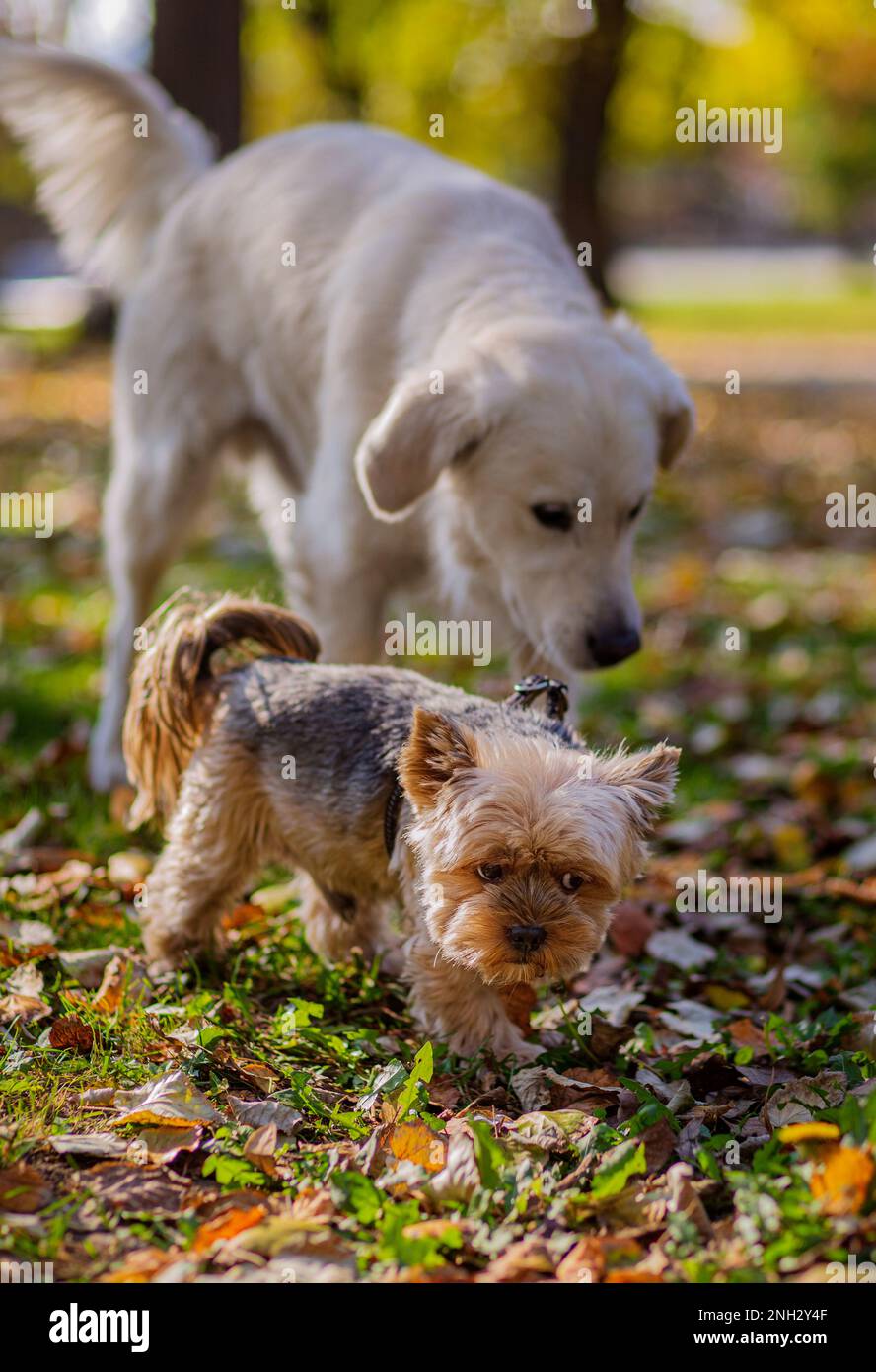 Belgrad, Serbien. 10. November 2022. Golden Retriever und ein Yorkshire Terrier, der an einem sonnigen Tag in einem Park spaziert. Stockfoto